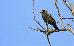 White-fronted Nunbird